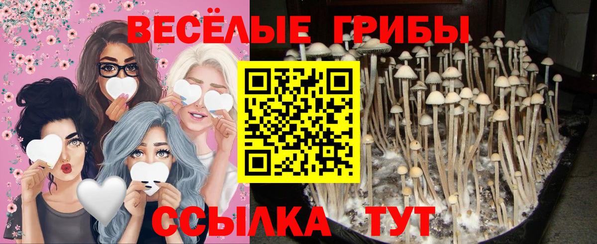 Псилоцибиновые грибы GOLDEN TEACHER Белгород